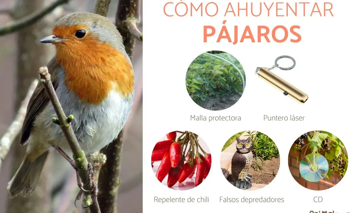 Un petirrojo posa mientras la imagen muestra cómo ahuyentar pájaros con malla, puntero láser, chile, búhos falsos y CDs.