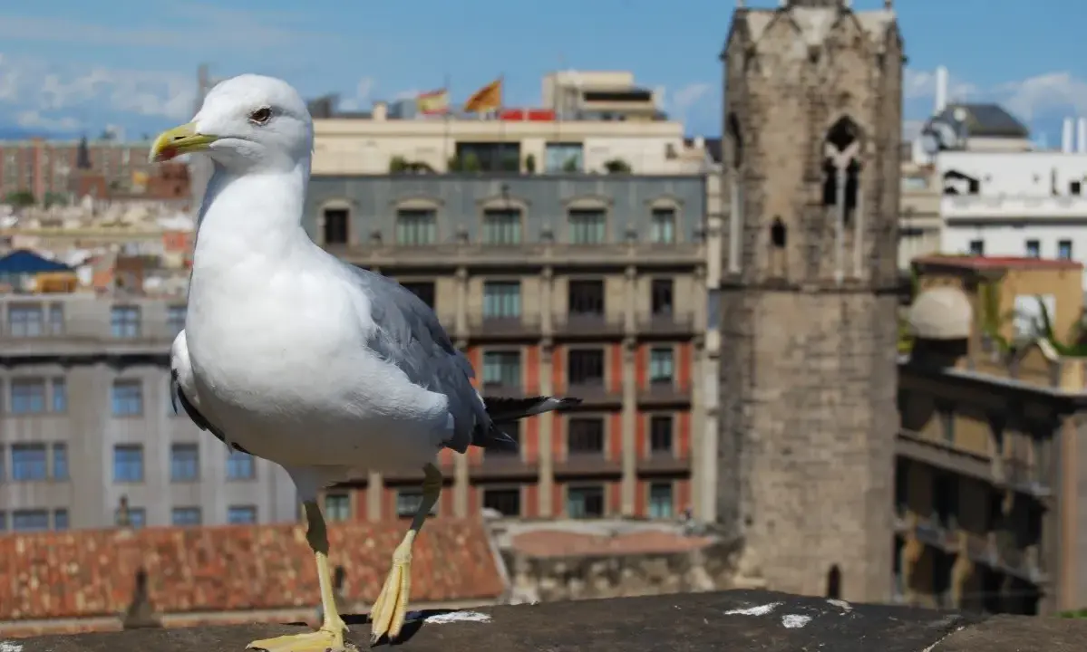 Gaviota en un tejado, con edificios y una torre antigua de fondo. Quizás busca remedios caseros para ahuyentar gaviotas.