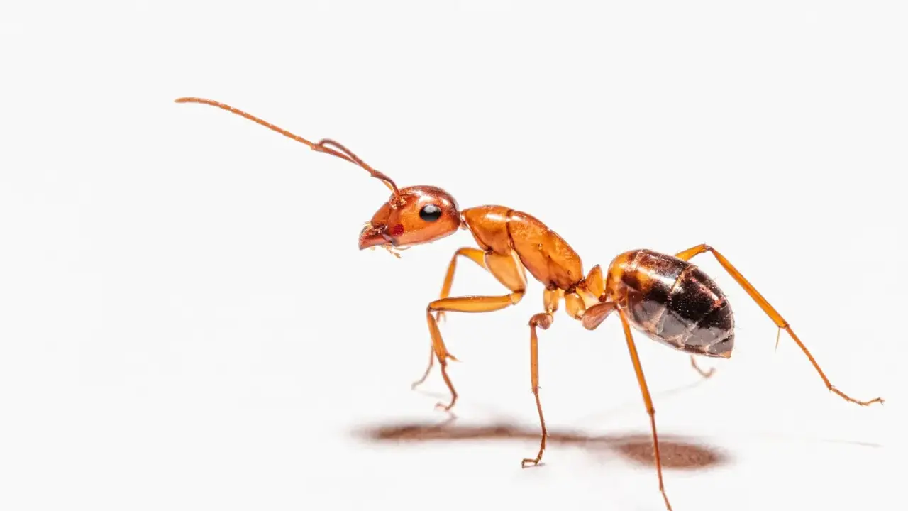 Una hormiga anaranjada, explorando el suelo de la casa, busca migas.