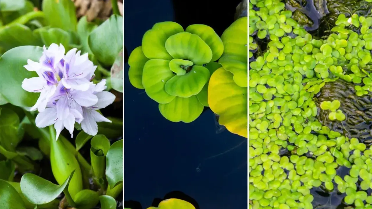 Tres tipos de plantas para estanques: jacinto de agua con flor lila, lechuga de agua verde y lenteja de agua cubriendo la superficie.