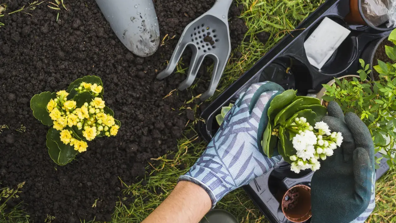 Manos enguantadas plantando flores blancas en un jardín en primavera. Tierra, pala y rastrillo cerca.