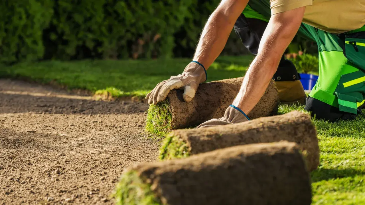 Hombre con guantes coloca rollos de césped en tierra preparada. Es el momento ideal para saber cuándo plantar césped y tener un jardín verde.
