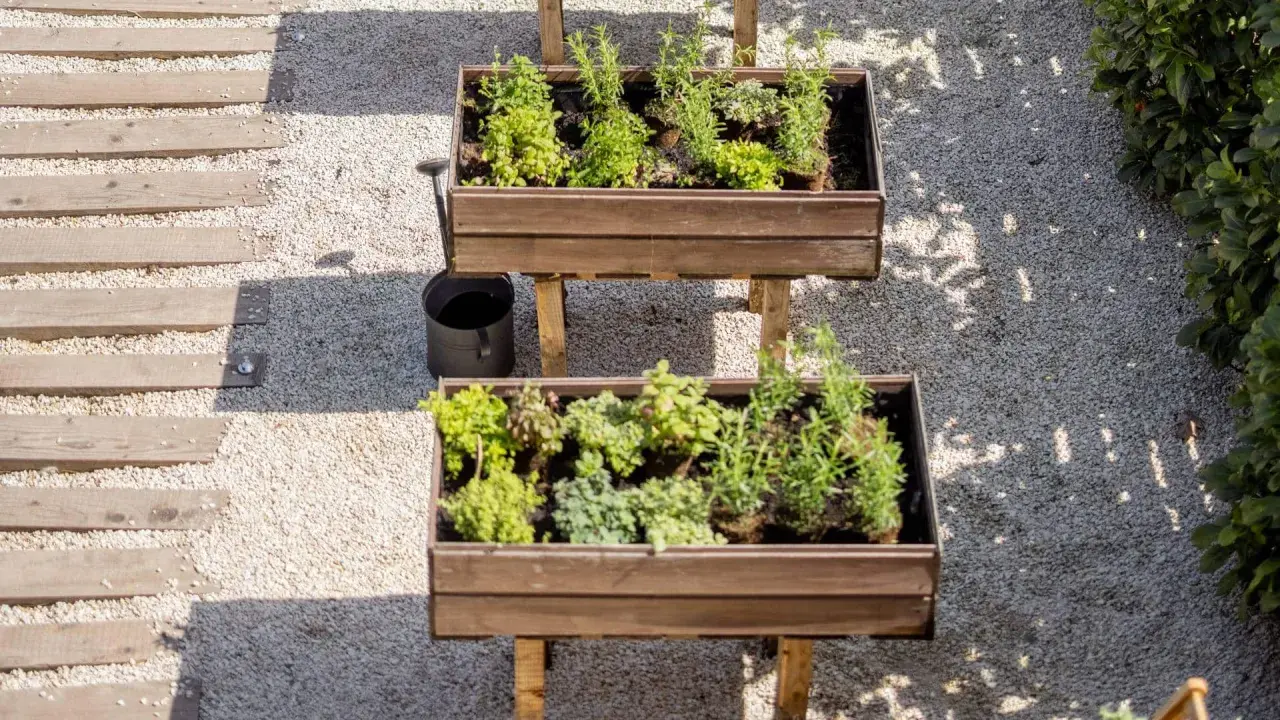 Dos jardineras elevadas con hierbas aromáticas, ideales para saber qué plantar en un huerto. Un camino de madera y grava acompaña.