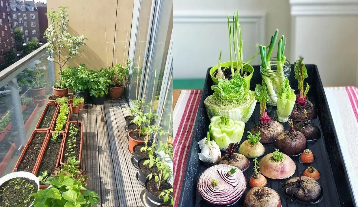 Un balcón lleno de vida con un huerto en casa. Verduras brotando en macetas y bandejas, listas para crecer.