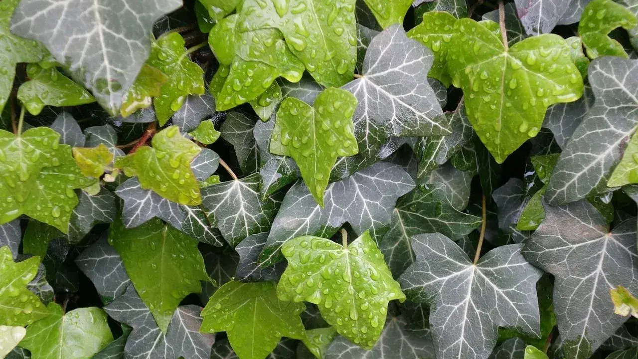 Hiedra verde y gris con gotas de lluvia, perfecta como plantas tapar vistas vecino.