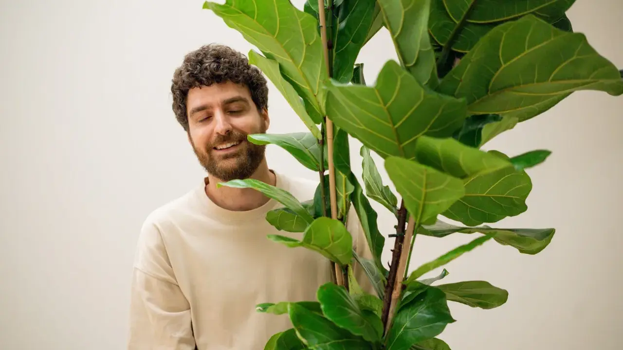 Hombre sonriente junto a un ficus lyrata. Los cuidados de esta planta son clave para su exuberante follaje.