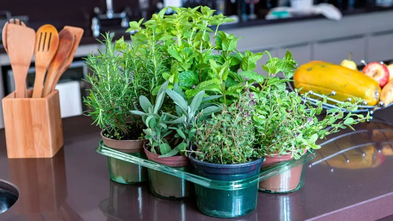 Variedad de hierbas aromáticas listas para cocinar: romero, menta, salvia y tomillo. Un placer para el paladar y la vista al plantar hierbas aromáticas.