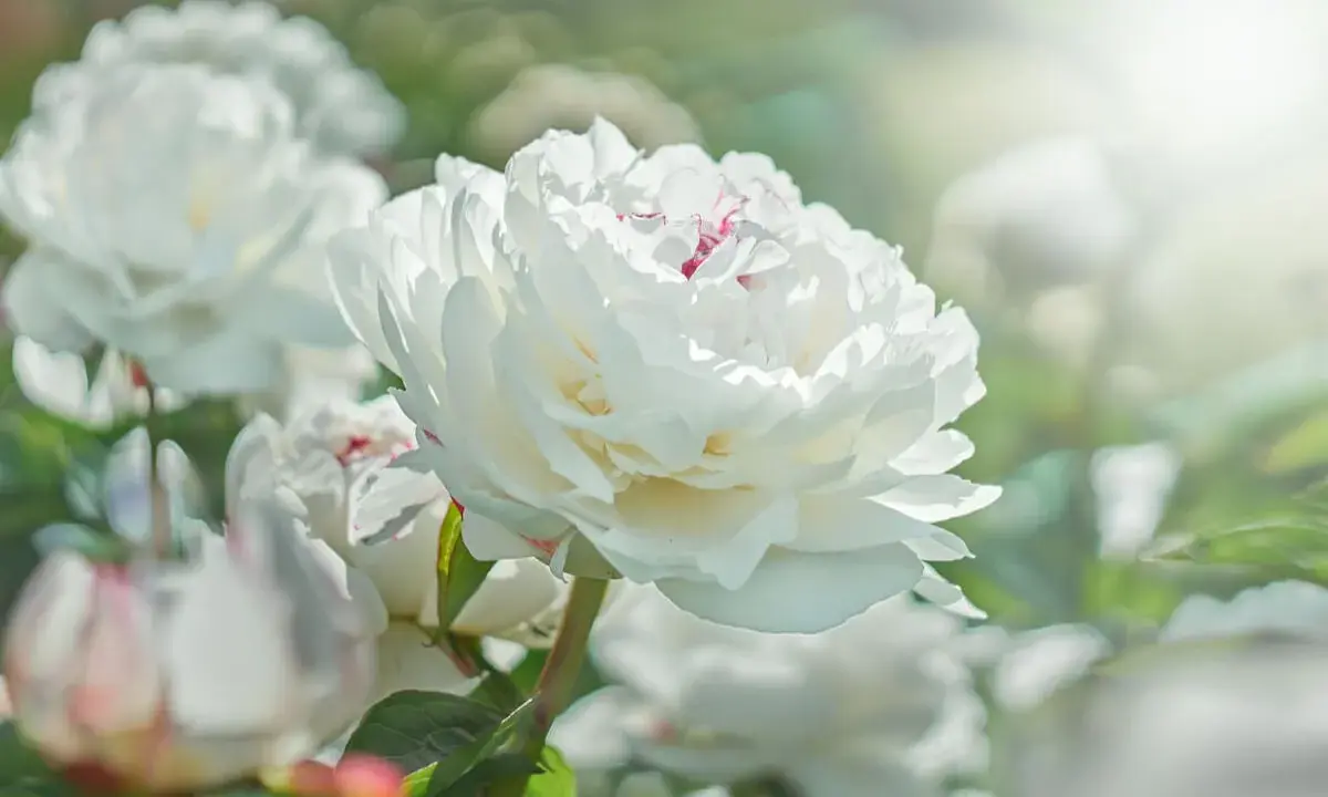 Una hermosa flor blanca de peonía, con pétalos suaves y delicados, se abre bajo la luz del sol.