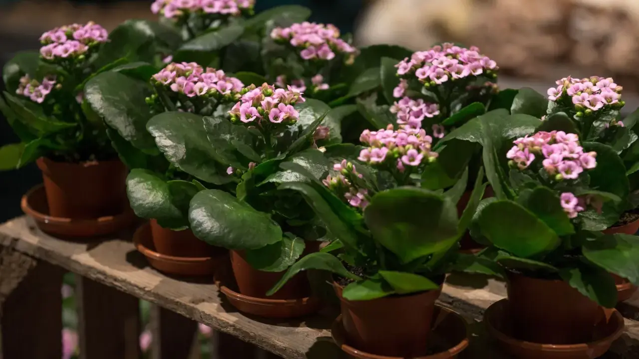 Plantas de kalanchoe blossfeldiana con flores rosadas y hojas verdes, dispuestas en macetas sobre una caja de madera.