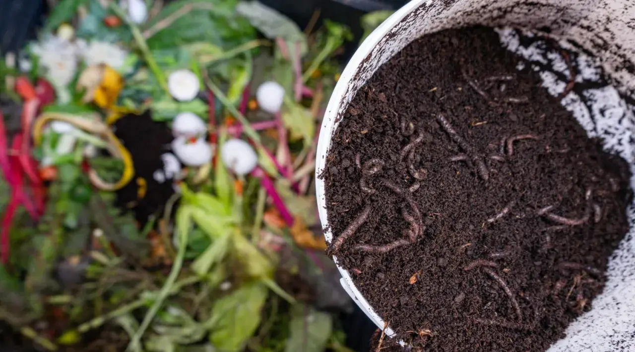 Lombrices en compost, el mejor abono para huerto. Restos orgánicos en descomposición al fondo.