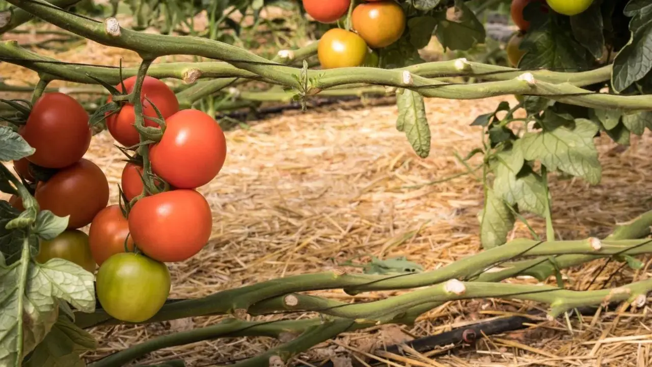 Tomates madurando en la planta, listos para cosechar. Es un buen momento para pensar qué plantar en junio y disfrutar de tus propias cosechas.