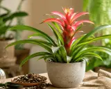 Bromelia en maceta gris con flor roja vibrante. A su lado, un pulverizador de latón y tierra para macetas, sugiriendo cuidados.