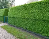 Seto de tuyas verde y frondoso, ideal para saber cuándo podar tuyas en Galicia y mantenerlo perfecto.
