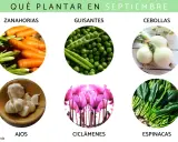 ¿Qué sembrar en septiembre en España? Zanahorias, guisantes, cebollas, ajos, ciclámenes y espinacas.