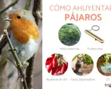 Un petirrojo posa mientras la imagen muestra cómo ahuyentar pájaros con malla, puntero láser, chile, búhos falsos y CDs.