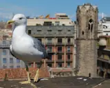 Gaviota en un tejado, con edificios y una torre antigua de fondo. Quizás busca remedios caseros para ahuyentar gaviotas.