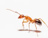 Una hormiga anaranjada, explorando el suelo de la casa, busca migas.