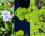 Tres tipos de plantas para estanques: jacinto de agua con flor lila, lechuga de agua verde y lenteja de agua cubriendo la superficie.