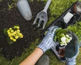 Manos enguantadas plantando flores blancas en un jardín en primavera. Tierra, pala y rastrillo cerca.
