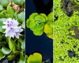 Tres tipos de plantas de estanque: jacinto de agua con flor lila, lechuga de agua verde y lentejas de agua.