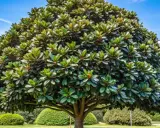 Árbol frondoso y verde bajo un cielo azul. Un recordatorio de cuando plantar árboles para un futuro más verde.