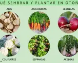 Ajos, zanahorias, cebollas, coliflores, espinacas y acelgas: descubre qué se siembra en agosto para tu huerto de otoño.