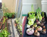 Un balcón lleno de vida con un huerto en casa. Verduras brotando en macetas y bandejas, listas para crecer.
