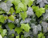 Hiedra verde y gris con gotas de lluvia, perfecta como plantas tapar vistas vecino.