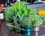Variedad de hierbas aromáticas listas para cocinar: romero, menta, salvia y tomillo. Un placer para el paladar y la vista al plantar hierbas aromáticas.