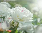 Una hermosa flor blanca de peonía, con pétalos suaves y delicados, se abre bajo la luz del sol.