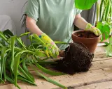 Manos enguantadas sacando una planta con raíces de una maceta para trasplantar una planta de una maceta a otra.