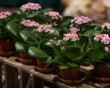 Plantas de kalanchoe blossfeldiana con flores rosadas y hojas verdes, dispuestas en macetas sobre una caja de madera.
