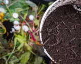 Lombrices en compost, el mejor abono para huerto. Restos orgánicos en descomposición al fondo.