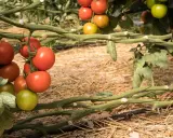 Tomates madurando en la planta, listos para cosechar. Es un buen momento para pensar qué plantar en junio y disfrutar de tus propias cosechas.