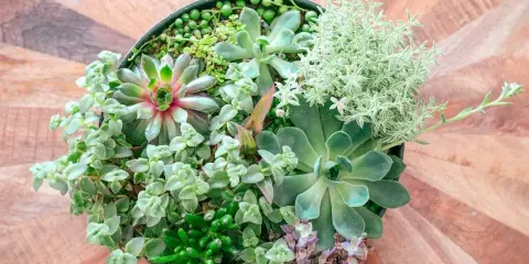 Un surtido de **plantas crasas** en una maceta negra, con texturas y tonos verdes variados, sobre una mesa de madera.