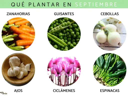 ¿Qué sembrar en septiembre en España? Zanahorias, guisantes, cebollas, ajos, ciclámenes y espinacas.