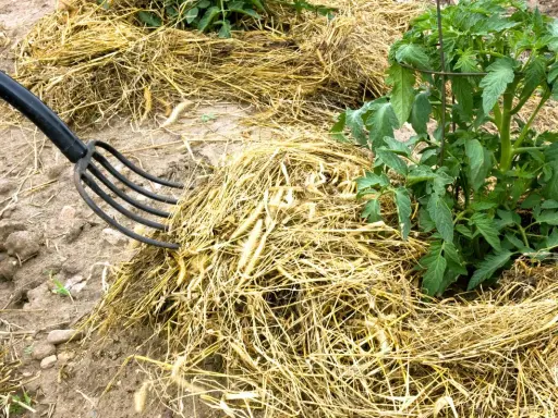 Un rastrillo negro mueve paja seca, creando un acolchado para plantas alrededor de un tomate.