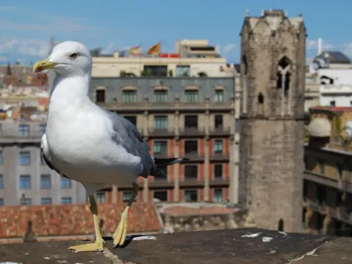 Gaviota en un tejado, con edificios y una torre antigua de fondo. Quizás busca remedios caseros para ahuyentar gaviotas.