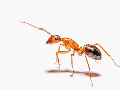 Una hormiga anaranjada, explorando el suelo de la casa, busca migas.