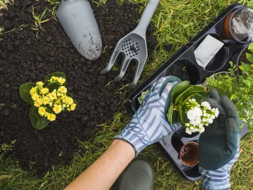 Manos enguantadas plantando flores blancas en un jardín en primavera. Tierra, pala y rastrillo cerca.