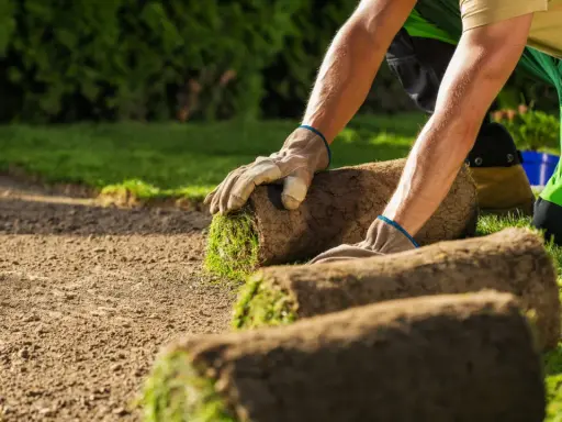 Hombre con guantes coloca rollos de césped en tierra preparada. Es el momento ideal para saber cuándo plantar césped y tener un jardín verde.