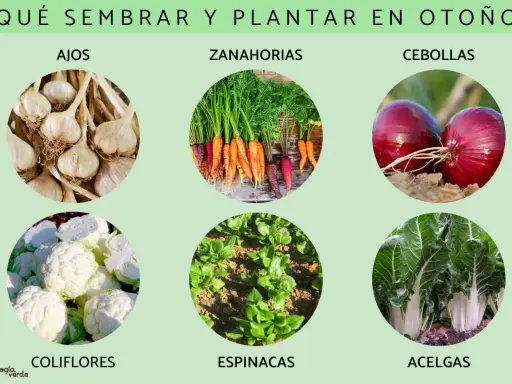 Ajos, zanahorias, cebollas, coliflores, espinacas y acelgas: descubre qué se siembra en agosto para tu huerto de otoño.