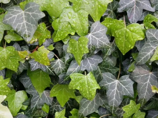 Hiedra verde y gris con gotas de lluvia, perfecta como plantas tapar vistas vecino.