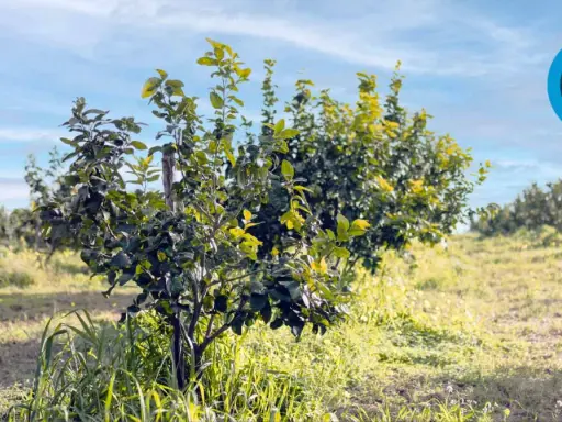 Joven limonero en un campo soleado, listo para aprender como podar un limonero y crecer fuerte.
