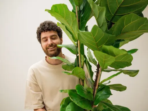 Hombre sonriente junto a un ficus lyrata. Los cuidados de esta planta son clave para su exuberante follaje.
