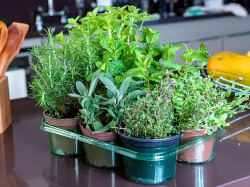 Variedad de hierbas aromáticas listas para cocinar: romero, menta, salvia y tomillo. Un placer para el paladar y la vista al plantar hierbas aromáticas.