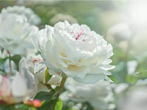 Una hermosa flor blanca de peonía, con pétalos suaves y delicados, se abre bajo la luz del sol.
