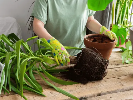 Manos enguantadas sacando una planta con raíces de una maceta para trasplantar una planta de una maceta a otra.