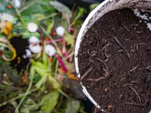 Lombrices en compost, el mejor abono para huerto. Restos orgánicos en descomposición al fondo.