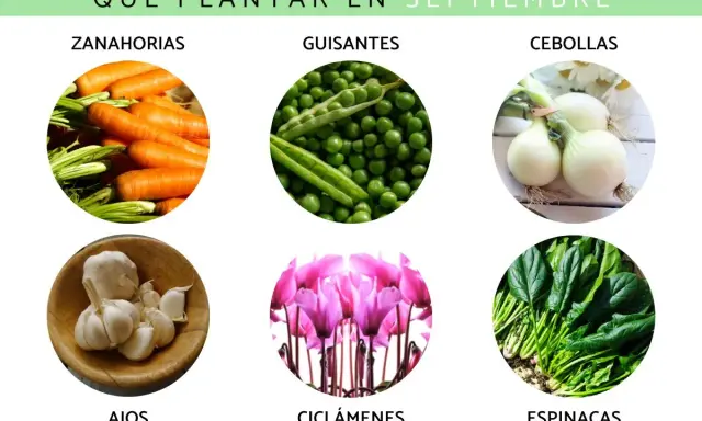 ¿Qué sembrar en septiembre en España? Zanahorias, guisantes, cebollas, ajos, ciclámenes y espinacas.